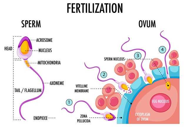 The Importance of Sperm Count